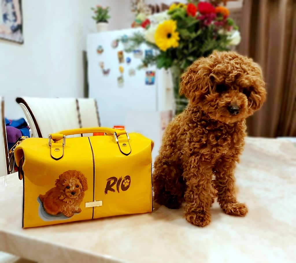 Toy poodle dog custom painted pet portrait on a yellow harrods handbag